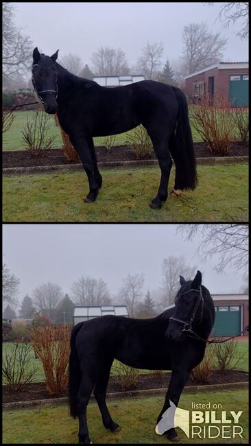 Barockpinto Stute, B.M., Horses For Sale, Großheide, Image 3