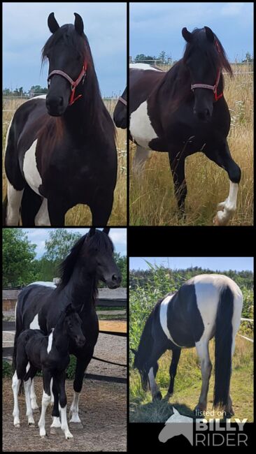 Barockpinto  Stute, Weber, Horses For Sale, Lachendorf , Image 10