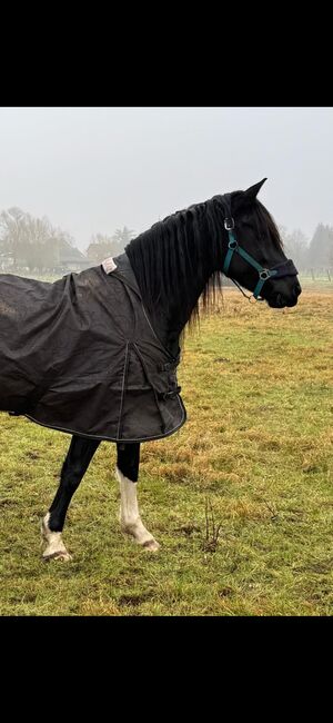 Barockpinto  Stute, Weber, Horses For Sale, Lachendorf , Image 5