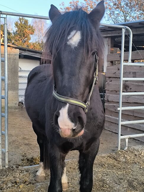 Barockpinto Rohdiamant, Fam. Rudolph, Horses For Sale, Schönwölkau