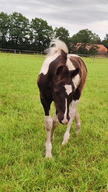 Barock Pinto Hengst Fohlen, Nicole , Horses For Sale, Friesoythe 