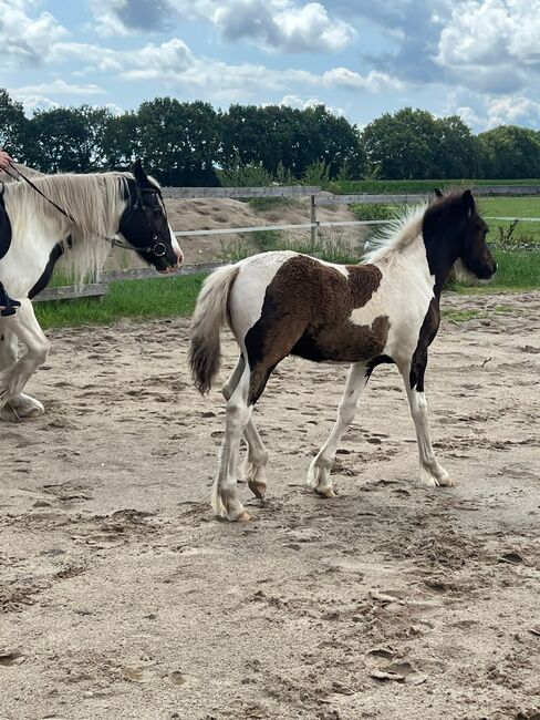 Barock Pinto Hengst Fohlen, Nicole , Horses For Sale, Friesoythe , Image 15