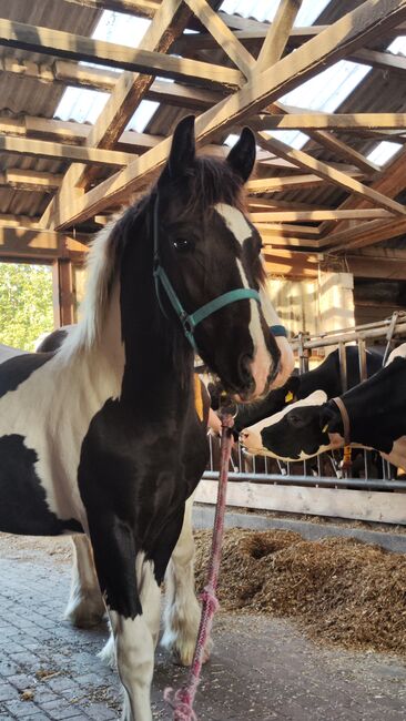 Barock Pinto Hengst Fohlen, Nicole , Horses For Sale, Friesoythe , Image 2