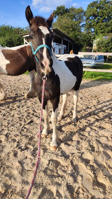 Barock Pinto Hengst Fohlen, Nicole , Horses For Sale, Friesoythe , Image 7