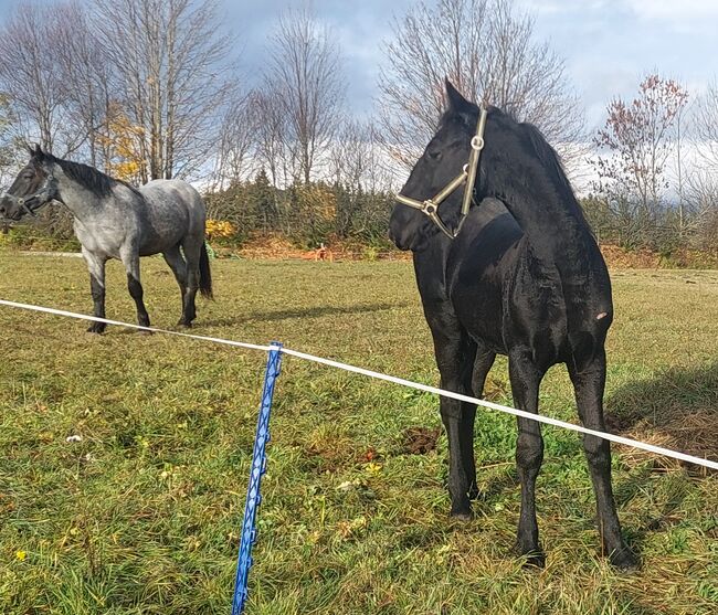 Barockpinto Junghengst, Andrea Uckermann, Horses For Sale, Reichenfels