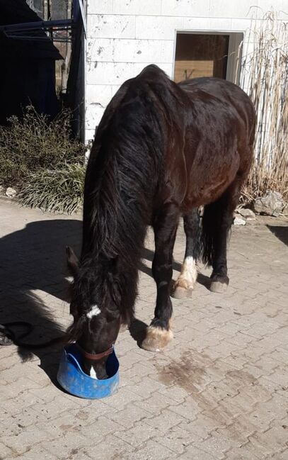 Barockpinto, Wallach, 9 Jahre, 169 cm, mit Papiere, Ute Meyer, Horses For Sale, Winkelhaid, Image 5