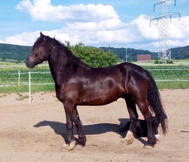 Barockpinto, Wallach, 9 Jahre, 169 cm, mit Papiere, Ute Meyer, Horses For Sale, Winkelhaid, Image 2