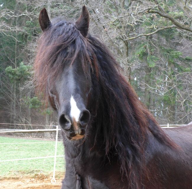 Barockpinto, Wallach, 9 Jahre, 169 cm, mit Papiere, Ute Meyer, Horses For Sale, Winkelhaid