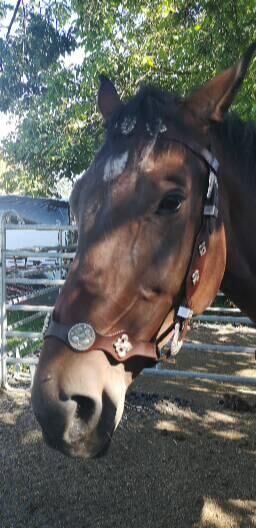 Barocktrense in Braun Warmblut, Pamela Berninger , Bridles & Headstalls, Hanau, Image 6