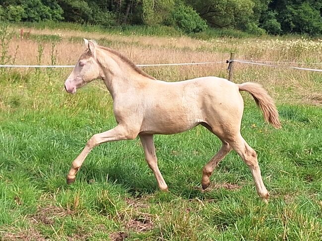 Barock Tölter, Gangpferd in Sonderfarbe  Perla Ceniza, Claudia Gross , Horses For Sale, Oberreidenbach , Image 3