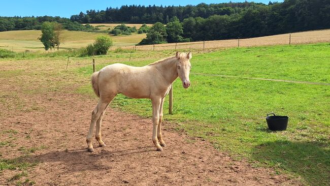 Barock Tölter, Gangpferd in Sonderfarbe  Perla Ceniza, Claudia Gross , Horses For Sale, Oberreidenbach , Image 2