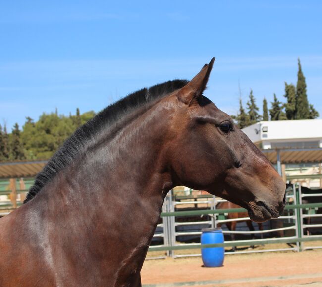 Barocke bildschöne PRE Stute derzeit tragend, ISPA - Iberische Sportpferde Agentur (ISPA - Iberische Sportpferde Agentur), Horses For Sale, Bedburg, Image 5