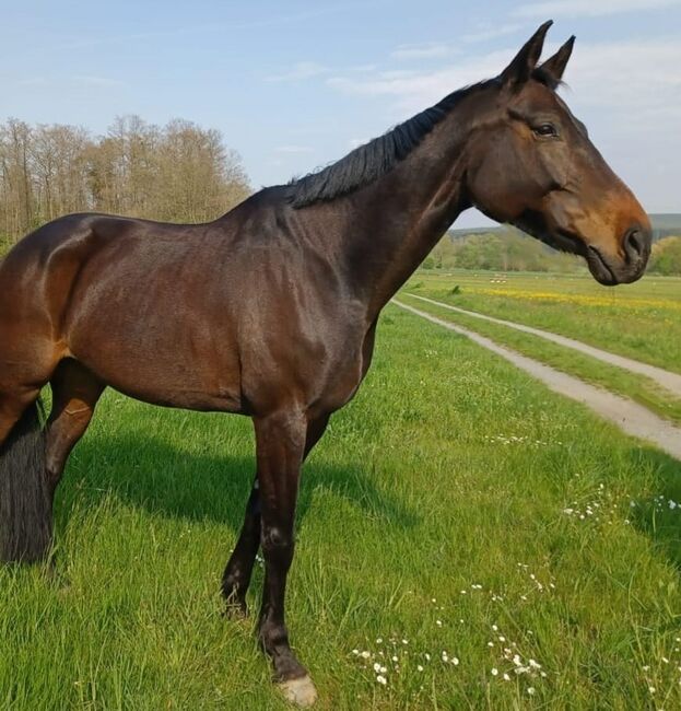 Bayrisches Warmblut (Stute) von Sir Landadel x Quinto de B, Pferdevermittlung Leus (Pferdevermittlung Leus ), Horses For Sale, Kulmbach, Image 2