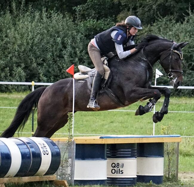 Bayrisches Warmblut (Stute) von Sir Landadel x Quinto de B, Pferdevermittlung Leus (Pferdevermittlung Leus ), Horses For Sale, Kulmbach, Image 5