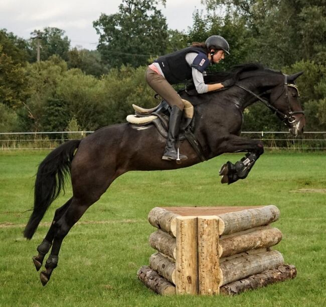 Bayrisches Warmblut (Stute) von Sir Landadel x Quinto de B, Pferdevermittlung Leus (Pferdevermittlung Leus ), Horses For Sale, Kulmbach, Image 4