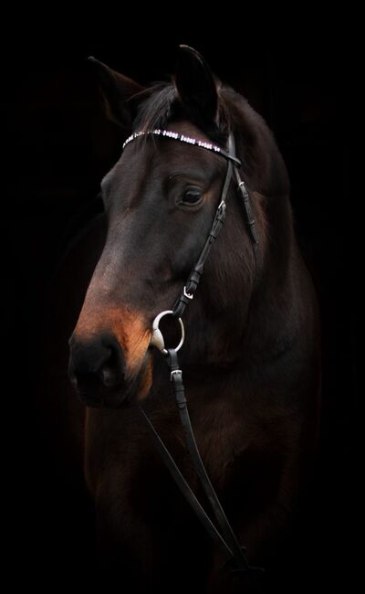 Bayrisches Warmblut (Stute) von Sir Landadel x Quinto de B, Pferdevermittlung Leus (Pferdevermittlung Leus ), Horses For Sale, Kulmbach, Image 3