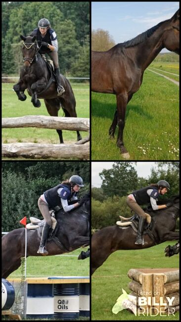 Bayrisches Warmblut (Stute) von Sir Landadel x Quinto de B, Pferdevermittlung Leus (Pferdevermittlung Leus ), Horses For Sale, Kulmbach, Image 6