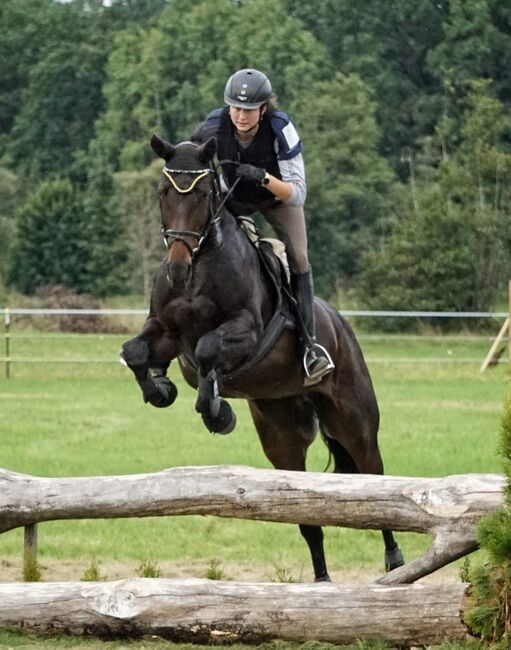 Bayrisches Warmblut (Stute) von Sir Landadel x Quinto de B, Pferdevermittlung Leus (Pferdevermittlung Leus ), Horses For Sale, Kulmbach