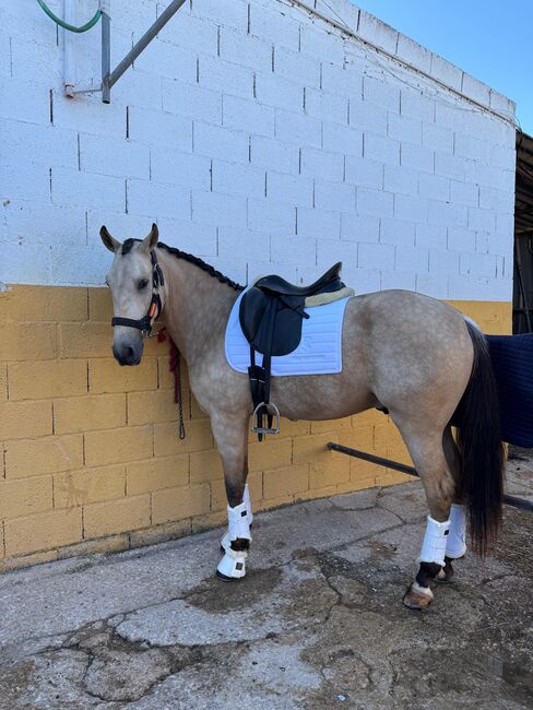 POTRO LUSITANO BAYO 4 AÑOS, DANTE SC, Horses For Sale, El Realon