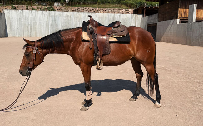 Bay Stute Wimpys Little Step x Topsail (2022), Amelie Liegl, Horses For Sale, Eppan