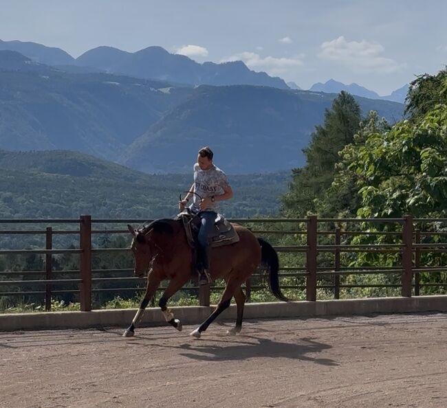 Bay Stute Wimpys Little Step x Topsail (2022), Amelie Liegl, Horses For Sale, Eppan