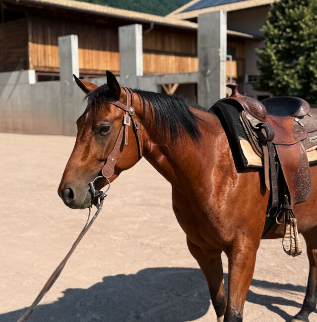 Bay Stute Wimpys Little Step x Topsail (2022), Amelie Liegl, Horses For Sale, Eppan