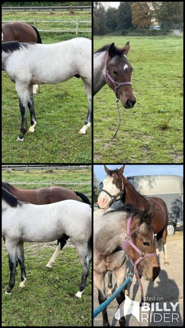 Bay roan Quarter Horse Hengstfohlen für Reining/Allround, Kerstin Rehbehn (Pferdemarketing Ost), Horses For Sale, Nienburg, Image 11