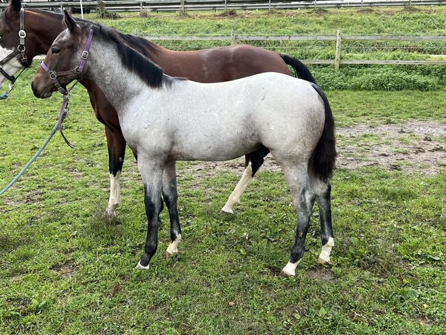 Bay roan Quarter Horse Hengst für Reining/Allround, Kerstin Rehbehn (Pferdemarketing Ost), Pferd kaufen, Nienburg, Abbildung 3