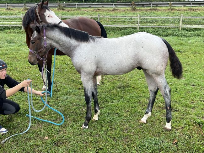 Bay roan Quarter Horse Hengst für Reining/Allround, Kerstin Rehbehn (Pferdemarketing Ost), Pferd kaufen, Nienburg, Abbildung 8