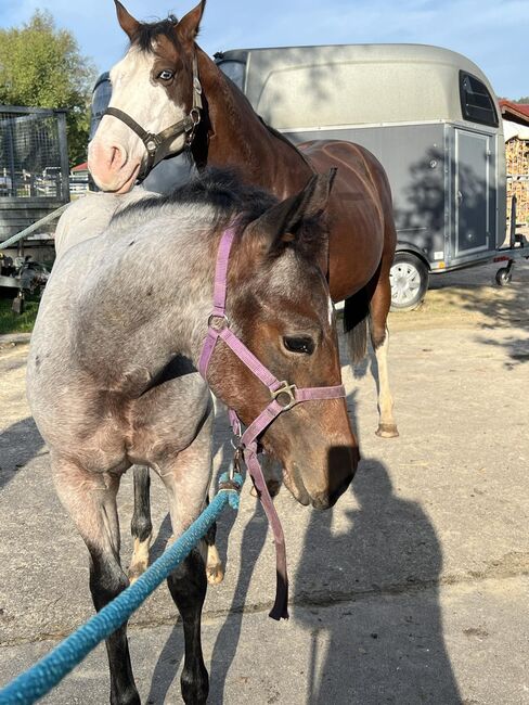 Bay roan Quarter Horse Hengst für Reining/Allround, Kerstin Rehbehn (Pferdemarketing Ost), Horses For Sale, Nienburg, Image 4