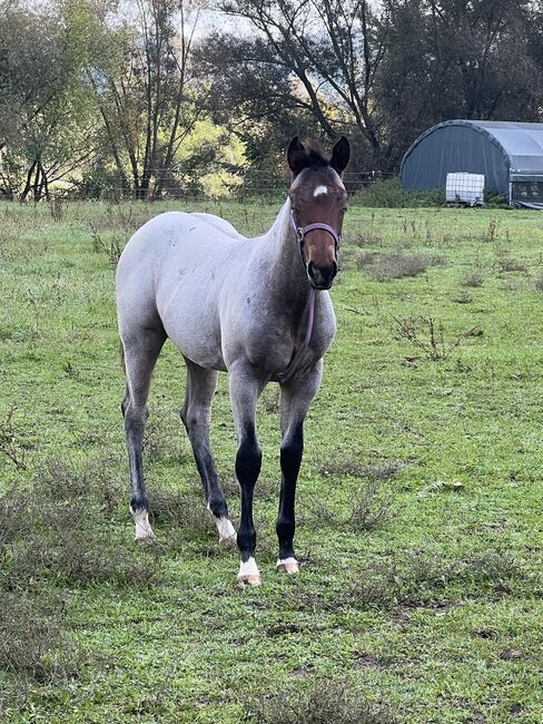 Bay roan Quarter Horse Hengst für Reining/Allround, Kerstin Rehbehn (Pferdemarketing Ost), Horses For Sale, Nienburg, Image 6