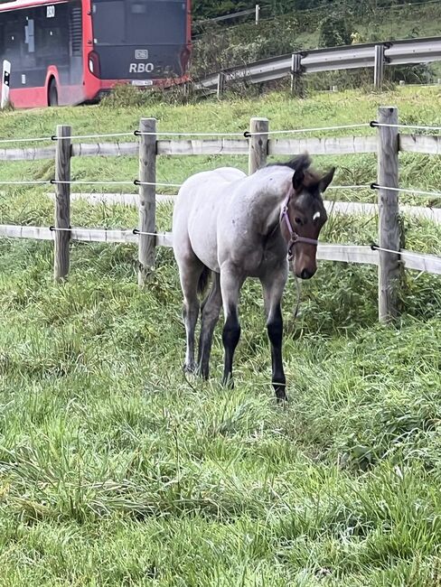 Bay roan Quarter Horse Hengst für Reining/Allround, Kerstin Rehbehn (Pferdemarketing Ost), Horses For Sale, Nienburg, Image 7