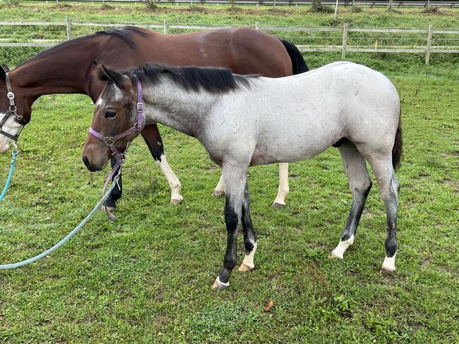 Bay roan Quarter Horse Hengst für Reining/Allround, Kerstin Rehbehn (Pferdemarketing Ost), Horses For Sale, Nienburg, Image 10