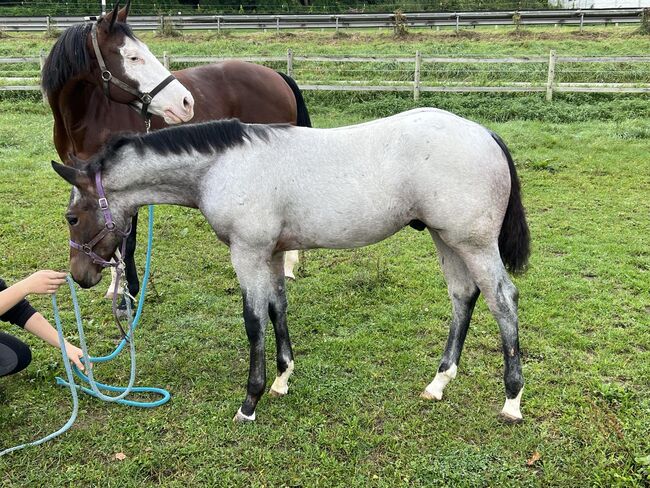 Bay roan Quarter Horse Hengst für Reining/Allround, Kerstin Rehbehn (Pferdemarketing Ost), Horses For Sale, Nienburg