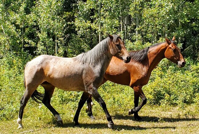 Bay Roan Stute, Nicole, Horses For Sale, Hosenruck, Image 4