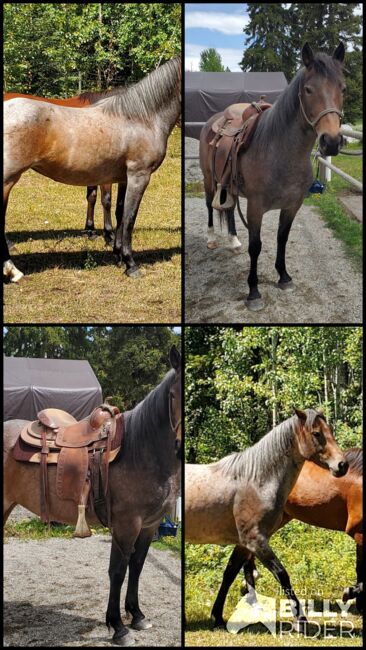 Bay Roan Stute, Nicole, Horses For Sale, Hosenruck, Image 5