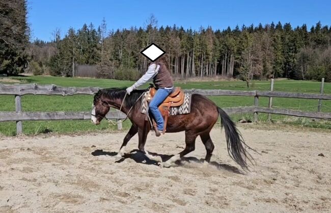 Bay splash farbener Quarter Horse Hengst, Kerstin Rehbehn (Pferdemarketing Ost), Horses For Sale, Nienburg, Image 4