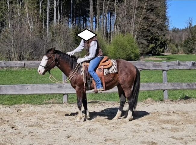 Bay splash farbener Quarter Horse Hengst, Kerstin Rehbehn (Pferdemarketing Ost), Horses For Sale, Nienburg, Image 3
