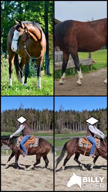 Bay splash farbener Quarter Horse Hengst, Kerstin Rehbehn (Pferdemarketing Ost), Horses For Sale, Nienburg, Image 10
