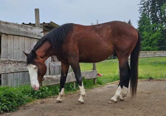 Bay splash farbener Quarter Horse Hengst, Kerstin Rehbehn (Pferdemarketing Ost), Horses For Sale, Nienburg, Image 9