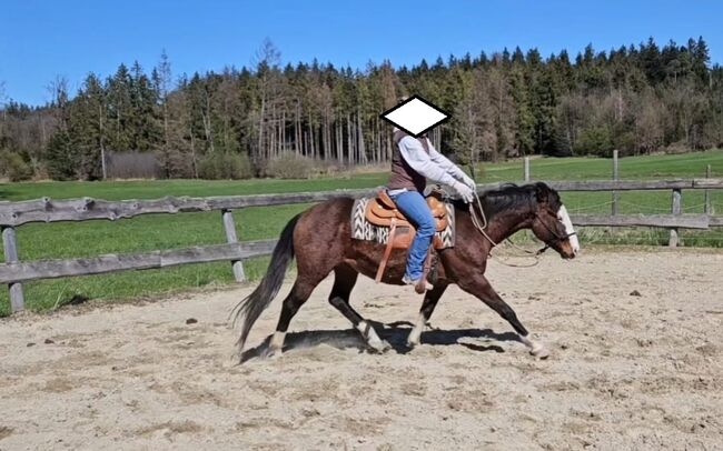 Bay splash farbener Quarter Horse Hengst, Kerstin Rehbehn (Pferdemarketing Ost), Horses For Sale, Nienburg, Image 2