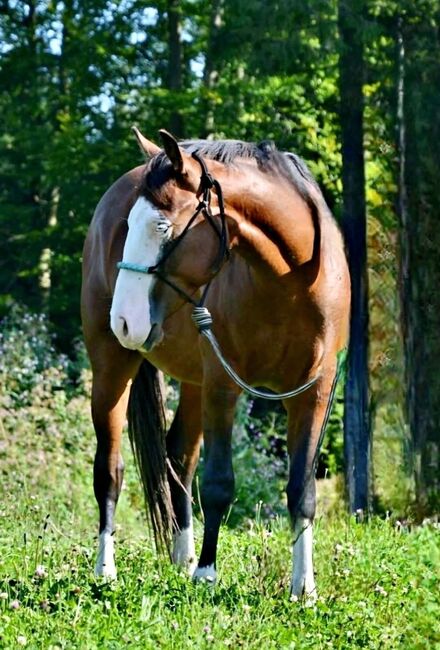 Bay splash farbener Quarter Horse Hengst, Kerstin Rehbehn (Pferdemarketing Ost), Horses For Sale, Nienburg
