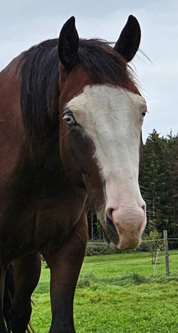 Bay splash farbener Quarter Horse Hengst, Kerstin Rehbehn (Pferdemarketing Ost), Horses For Sale, Nienburg, Image 7
