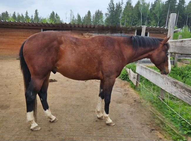Bay splash farbener Quarter Horse Hengst, Kerstin Rehbehn (Pferdemarketing Ost), Horses For Sale, Nienburg, Image 8