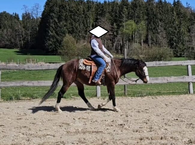Bay splash farbener Quarter Horse Hengst, Kerstin Rehbehn (Pferdemarketing Ost), Pferd kaufen, Nienburg, Abbildung 5