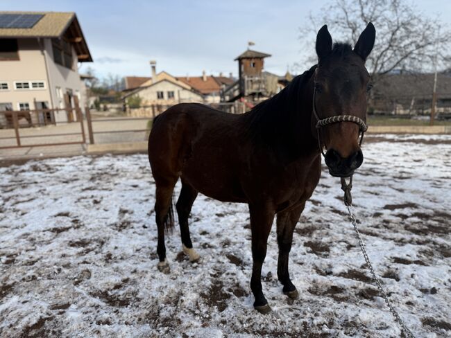 Bay Stute (Wimpy Enkelin) aus 2023 - Top Abstammung für Sport! Wimpy x Topsail, Amelie Liegl, Horses For Sale, Eppan