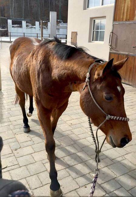 Bay Stute Wimpys Little Step x Topsail (2022), Amelie Liegl, Horses For Sale, Eppan