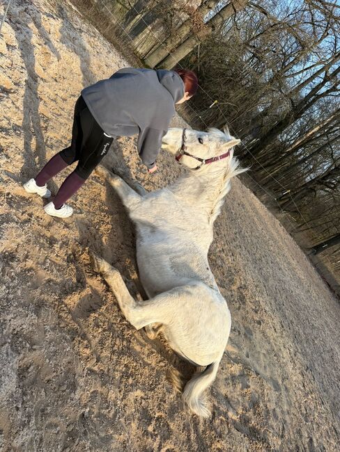 Bayrisches Warmblut, Kerstin, Pferd kaufen, Trebgast