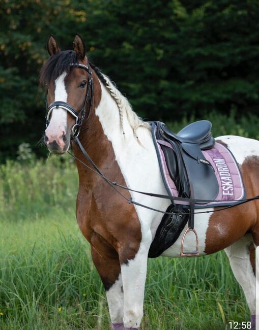 Wunderschöne 17 Jährige Stute, Laura Springer, Horses For Sale, Nußbach , Image 3