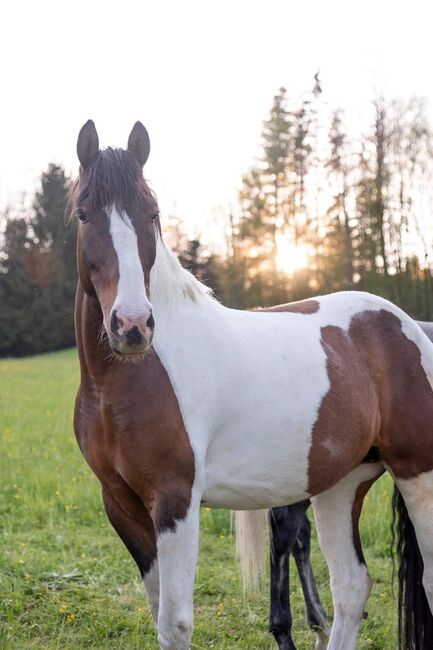 Wunderschöne 17 Jährige Stute, Laura Springer, Horses For Sale, Nußbach , Image 5